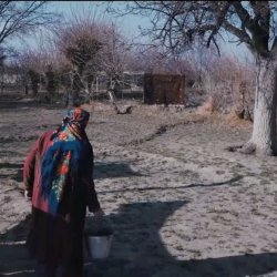 Дерево судьбы кадры 1